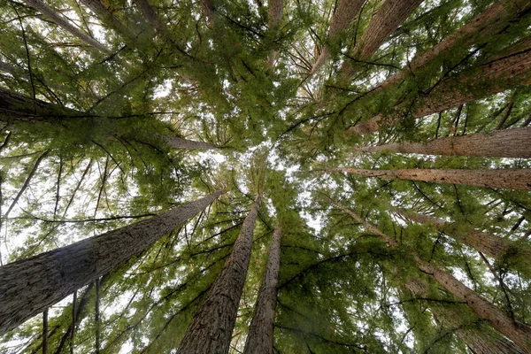 Cercle Séquoias Côtiers Dans Vallée Portola Comté San Mateo Californie — Photo