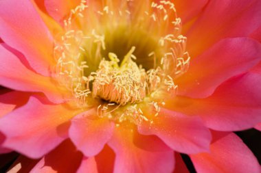 Uçan Daire Kaktüs Çiçeği Kafa. Arizona Kaktüs Bahçesi Stanford, Kaliforniya.