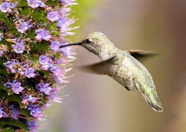 Anna's Hummingbird adult female feeding on pride of Madeira nectar. Palo Alto Baylands, Santa Clara County, California, USA. clipart