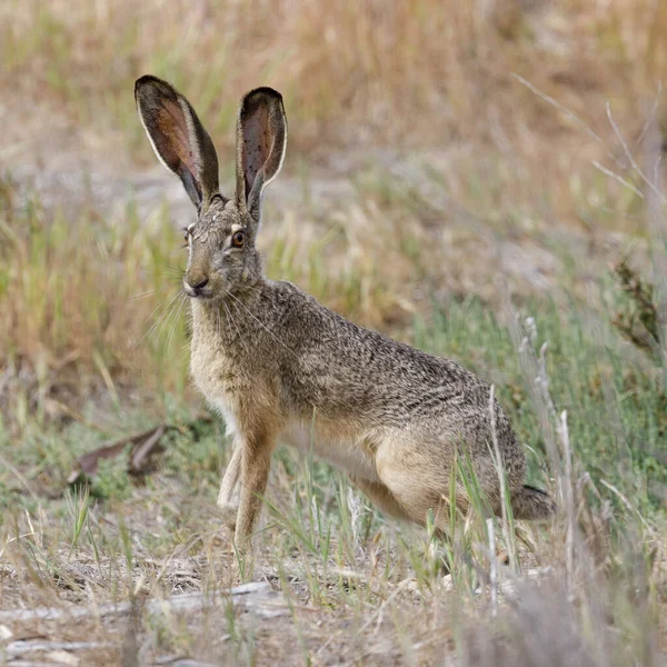 Varning Svartstjärtad Jackrabbit Visar Sina Långa Öron Santa Clara County — Stockfoto