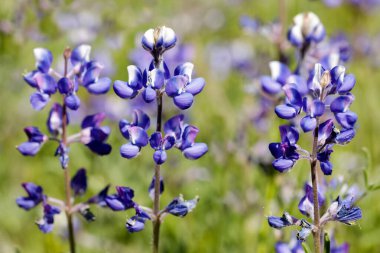Bloom 'da Sky Lupines. Foothills Park, Santa Clara County, California, ABD.