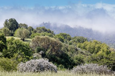 Foothills Park üzerinden Santa Cruz Dağları 'nın üzerinde sis akıyor. Santa Clara County, Kaliforniya, ABD.