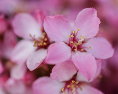 India Hawthorn Bloom 'da. Santa Clara County, Kaliforniya, ABD.