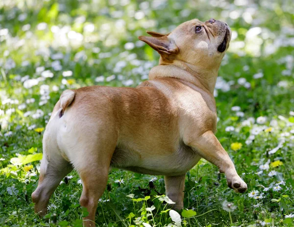 French Bulldog Levanta Una Pata Mira Alerta Mirando Una Ardilla — Foto de Stock
