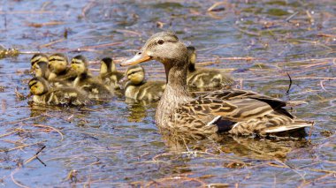 Göletteki ördek yavrusuyla Mallard Duck Mother. Foothills Park, Santa Clara County, California, ABD.