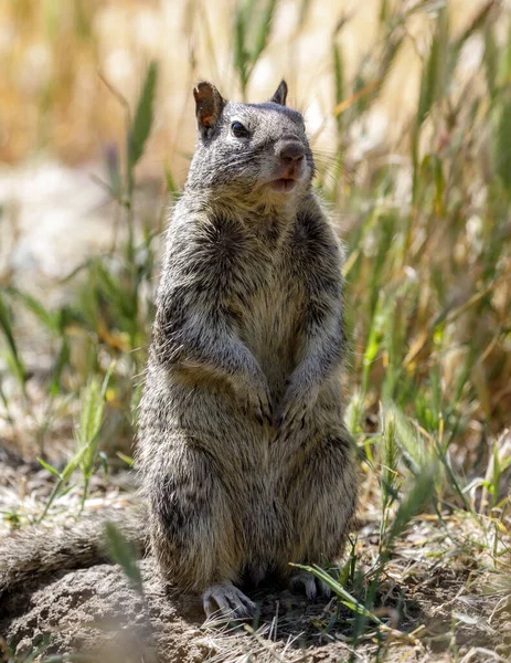 加利福尼亚地面松鼠用后腿站立 以提高观察效果 美国加利福尼亚州圣克拉拉县 — 图库照片