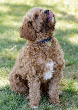 2-Year-Old Cavapoo puppy male, a cross between the Cavalier King Charles Spaniel and Poodle dog breeds. Off-leash dog park in Northern California. clipart