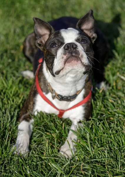 Månader Gammal Boston Terrier Man Valp Tittar Upp Koppel Hundpark — Stockfoto