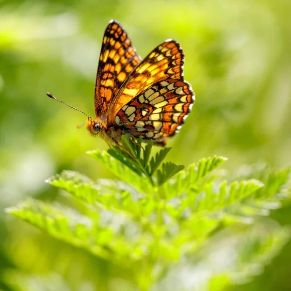 北のチェッカースポット蝶は植物の上に熟しました Foothills Park Santa Clara County カリフォルニア州 アメリカ — ストック写真