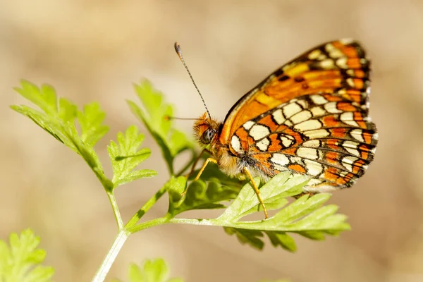 北のチェッカースポット蝶は植物の上に熟しました Foothills Park Santa Clara County カリフォルニア州 アメリカ — ストック写真