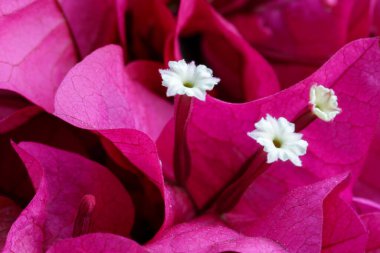 Kuzey Kaliforniya 'daki Bloom' da Pembe Bougainvillea