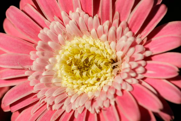 Gerbera Garvinea Sweet Surprise Bloom Northern California — Stock Photo, Image