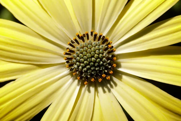 African Daisy Lemonade Bloom — Stock Photo, Image
