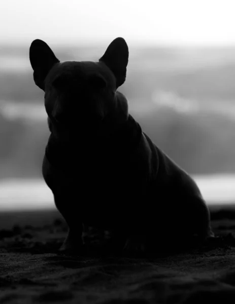 Frenchie Silhouette French Bulldog Sitting Beach Looking Camera Sunset — Stock Photo, Image