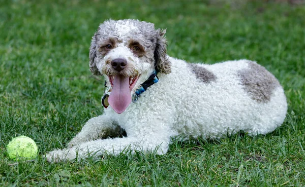 Årige Lagotto Romagnolo Valp Hane Liggande Och Vilar Nära Sin — Stockfoto