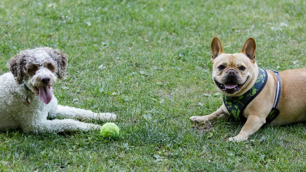 Bulldog Francese Lagotto Romagnolo Cani Prendendo Una Pausa Guinzaglio Parco — Foto Stock