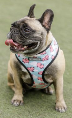 6 yaşındaki dişi samurun soluğu kesiliyor. Kuzey Kaliforniya 'da tasmasız köpek parkı.