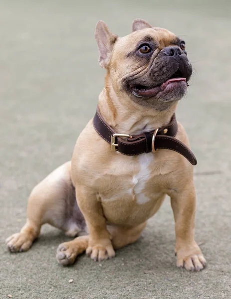 Fawn Male Frenchie Puppy Sentado Com Boca Aberta Leash Dog — Fotografia de Stock