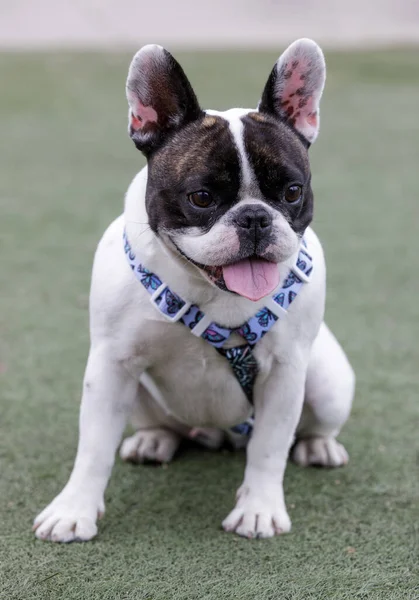 Brindle and white Frenchie female puppy sitting with tongue sticking out. Off-leash dog park in Northern California.