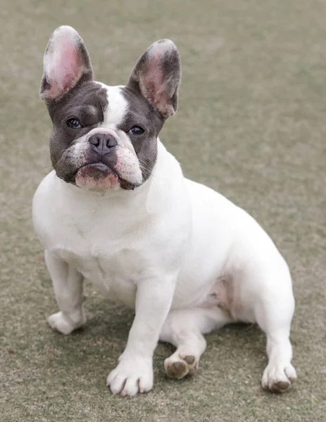 Month Old Azul Pied Frenchie Filhote Cachorro Feminino Sentado Confortavelmente — Fotografia de Stock