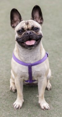 1 yaşındaki yavru Frug dişisi, Fransız Bulldog ve Pug karışımı bir şey. Kuzey Kaliforniya 'da tasmasız köpek parkı.