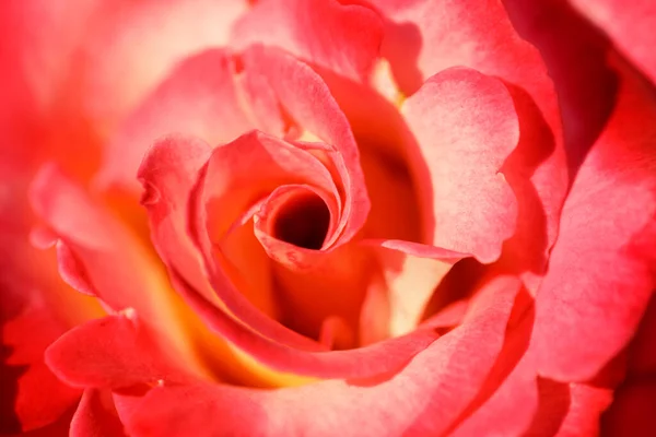 Mikado Hybrid Tea Rose Blume Blüte Städtischer Rosengarten San Jose — Stockfoto