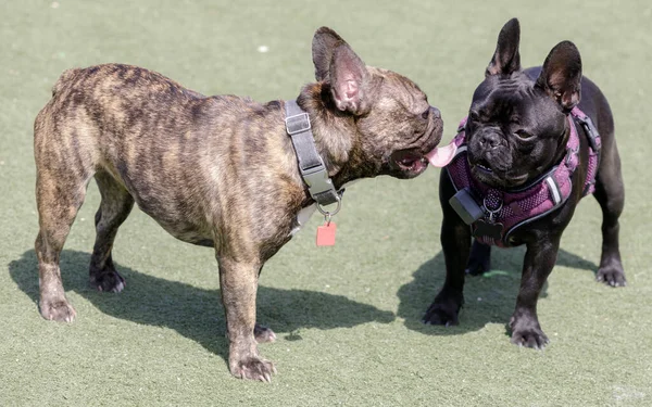 Black and Brindle Frenchie female puppies socializing. Off-leash dog park in Northern California.