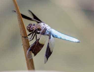 Dul Kaypak Dragonfly yetişkin erkek otların üzerine tünemiş. Foothills Park, Santa Clara County, California, ABD.