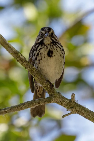 Song Sparrow Appollaiato Albero Foothills Park Contea Santa Clara California — Foto Stock