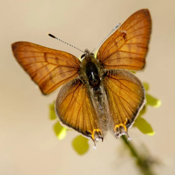 Tailed Copper Butterfly Male Stevens Creek County Park Santa Clara — Stock Photo, Image