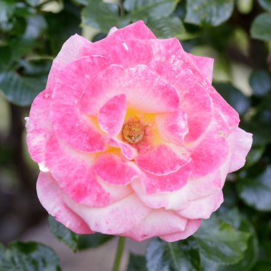 'Dick Clark' Tea Rose Flower in Bloom. San Jose Municipal Rose Garden, California, USA. clipart