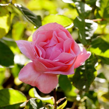 'Kraliçe Elizabeth' Grandiflora Rose in Bloom. San Jose Belediye Gül Bahçesi, Kaliforniya, ABD.