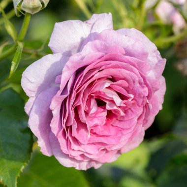 Violet 'in Çiçek' teki Floribunda Rose 'u. San Jose Belediye Gül Bahçesi, Kaliforniya, ABD.
