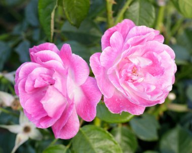 Bloom 'da Floribunda Rose' u 