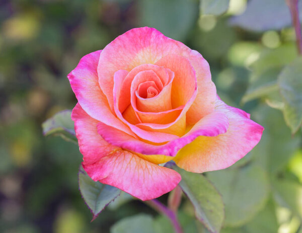 'Mardi Gras' Pink Blend Floribunda Rose in Bloom. San Jose Municipal Rose Garden, San Jose, California, USA.