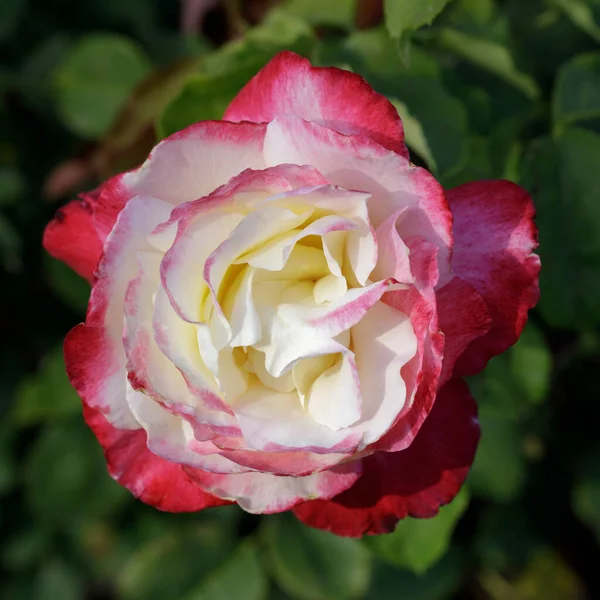 \'Double Delight\' Red Blend Hybrid Tea Rose in Bloom. San Jose Municipal Rose Garden, San Jose, California, USA.