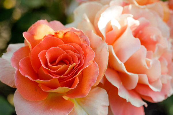 'Brass Band' Apricot or Apricot Blend  Floribunda Rose in Bloom. San Jose Municipal Rose Garden, San Jose, California, USA.
