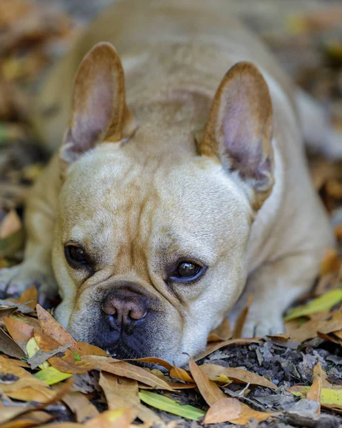 5-Year-Old male French Bulldog resting in forest floor in Northern California.