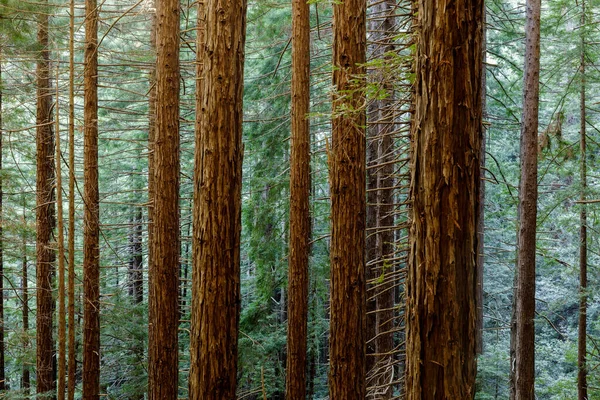 Muir Woods Ulusal Parkı Ndaki Redwood Ormanı Mill Valley California — Stok fotoğraf