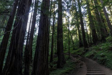 Coastal Redwood Ormanı 'ndan geçen merdivenler Muir Woods, Marin County, Kaliforniya, ABD.