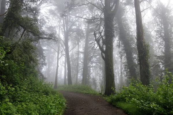 Trail Crossing Blue Gum Eucalyptus Forest Summer Fog Inglês Mount — Fotografia de Stock