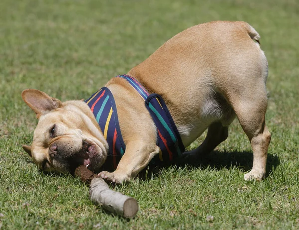 Frenchie Chewing Wood Stick Sticking Butt Air Leash Dog Park — Foto de Stock