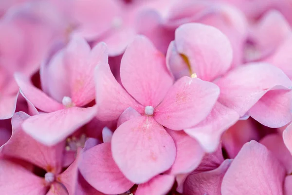 Επιλεκτική Εστίαση Των Ροζ Λουλουδιών Ορτανσία — Φωτογραφία Αρχείου