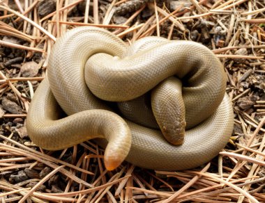 Sarılmış Kuzey Rubber Boa Yılanı. Henry Cowell Redwood State Park, Santa Cruz County, Kaliforniya, ABD.
