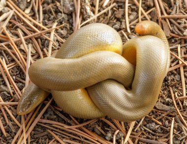 Sarılmış Kuzey Rubber Boa Yılanı. Henry Cowell Redwood State Park, Santa Cruz County, Kaliforniya, ABD.
