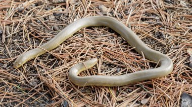 Kuzey Rubber Boa Yılanı, Yetişkin. Henry Cowell Redwood State Park, Santa Cruz County, Kaliforniya, ABD.