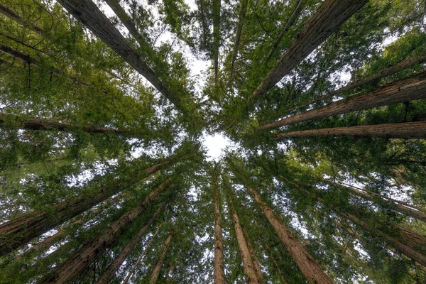 大聖堂レッドウッド 海岸レッドウッドのサークル Henry Cowell Redwood State Park Santa Cruz County — ストック写真