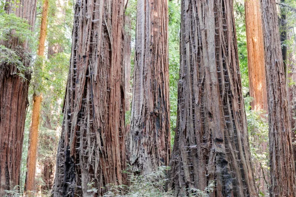 Old Growth Coast Redwoods Parque Estatal Henry Cowell Felton Condado — Foto de Stock