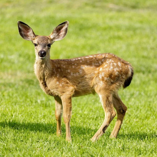 White Spotted Black Tailed Deer Fawn Grazing Alert Quail Hollow — Stock Photo, Image