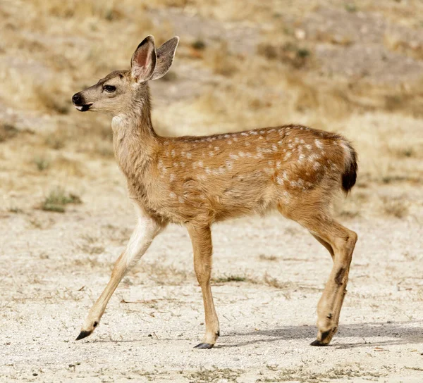 Білоспинний Чорно Білохвіст Deer Fawn Profile Quail Hollow County Park — стокове фото
